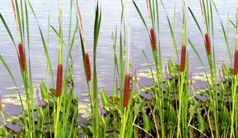 cattails by water