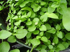 cchickweed plant with flowers