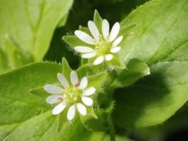 chickweed flowers