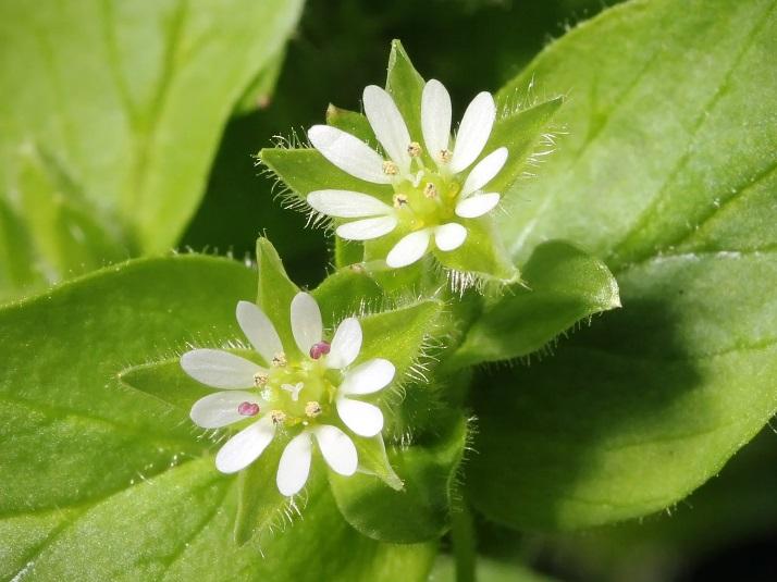 chickweed flowers, larger view