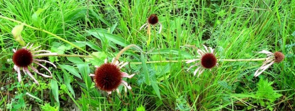echinacea flowers in a meadow, larger view
