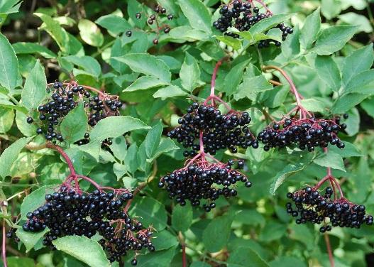 bunches of elderberries on the bush, larger view