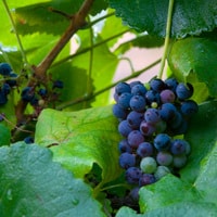 bunch of wild grapes on the vine