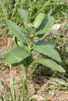 milkweed plant