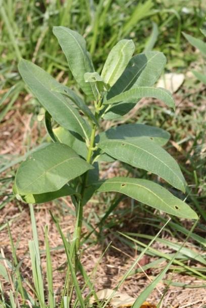 milkweed plant, larger view