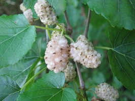 mulberry with white fruit