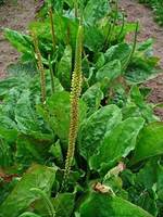 plantain with flowering shoot