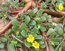 purslane with yellow flowers