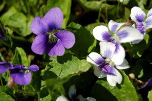 purple and white violets