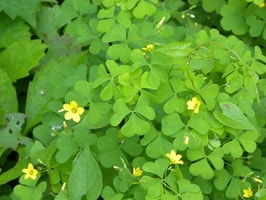 woodsorrel with yellow flowers